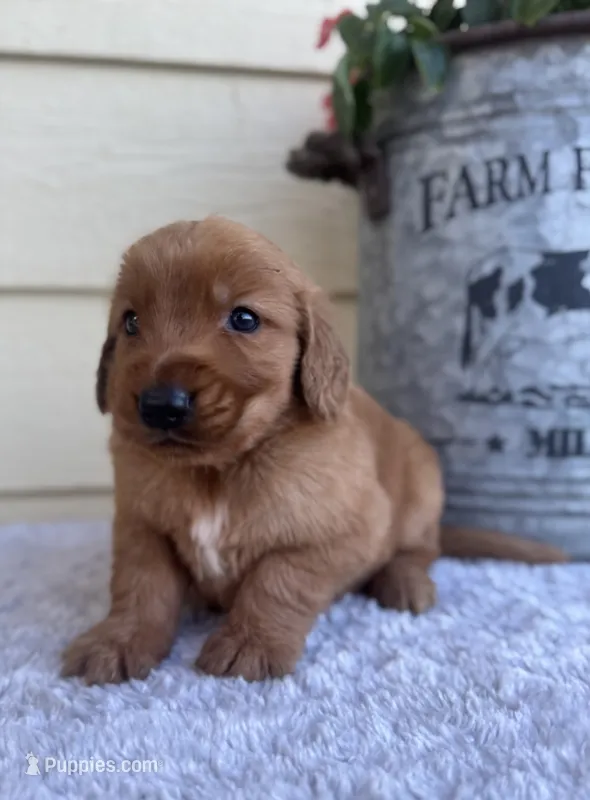 Jace – Golden Retriever puppy for sale in Sioux Falls, SD