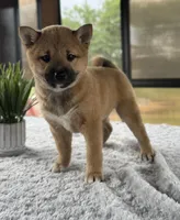 Twyla, a female Shiba Inu for sale in Sioux Falls, SD – 2 of 4