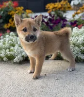 Diana, a female Shiba Inu for sale in Sioux Falls, SD – 2 of 5