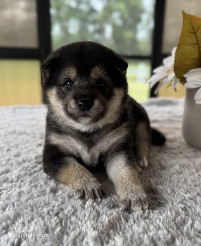 Josie – Shiba Inu puppy for sale in Sioux Falls, SD