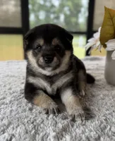 Josie, a female Shiba Inu for sale in Sioux Falls, SD – 1 of 3