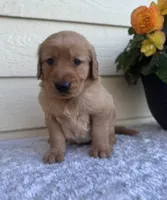 Joy, a female Golden Retriever for sale in Sioux Falls, SD – 2 of 6
