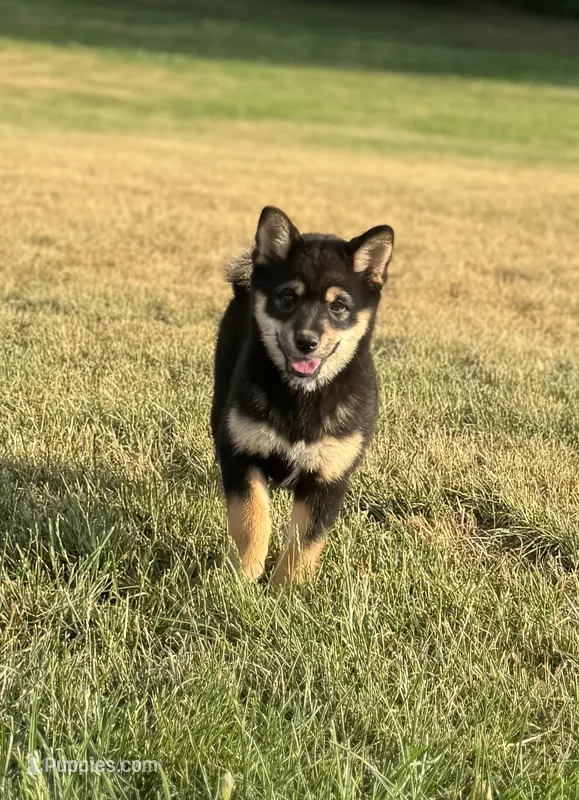 Candy – Shiba Inu puppy for sale in Sioux Falls, SD