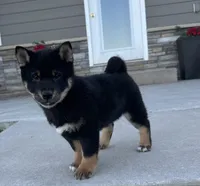 Prince, a male Shiba Inu for sale in Sioux Falls, SD – 4 of 7