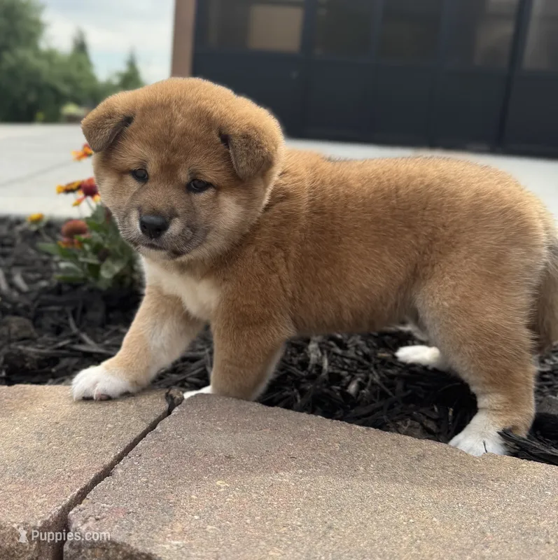 Velvet – Shiba Inu puppy for sale in Sioux Falls, SD