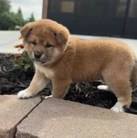 Velvet, a female Shiba Inu for sale in Sioux Falls, SD – 1 of 5
