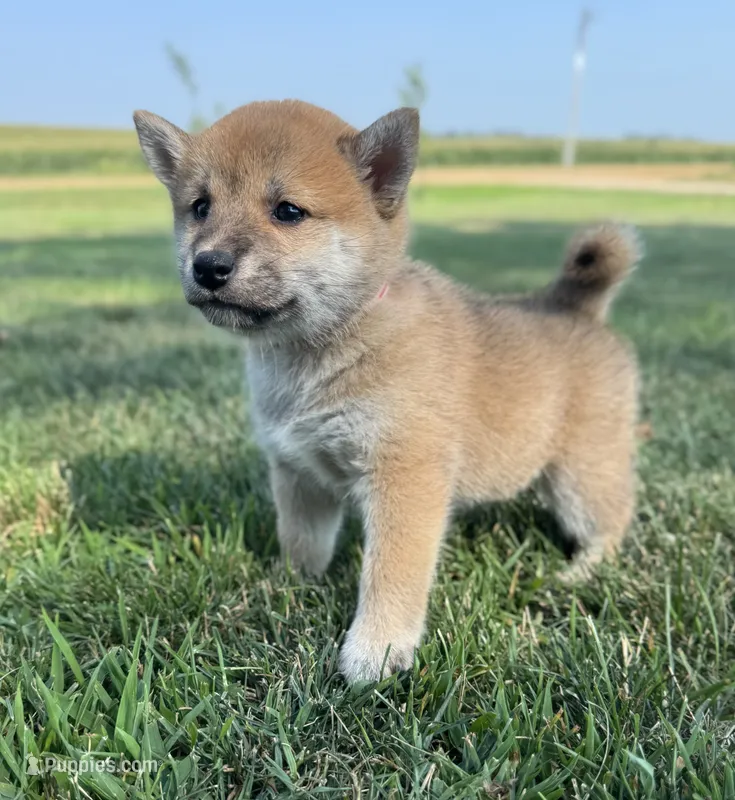 Dolly – Shiba Inu puppy for sale in Sioux Falls, SD