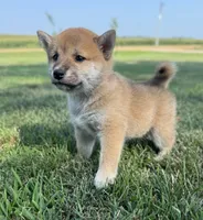 Dolly, a female Shiba Inu for sale in Sioux Falls, SD – 1 of 3