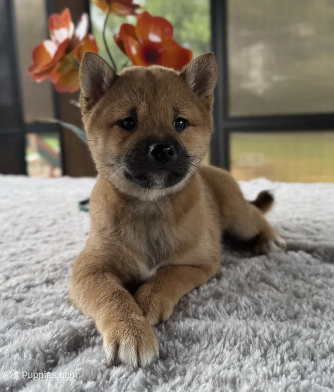 Tizzy – Shiba Inu puppy for sale in Sioux Falls, SD