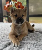Tizzy, a female Shiba Inu for sale in Sioux Falls, SD – 1 of 5