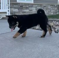 Prince, a male Shiba Inu for sale in Sioux Falls, SD – 3 of 7
