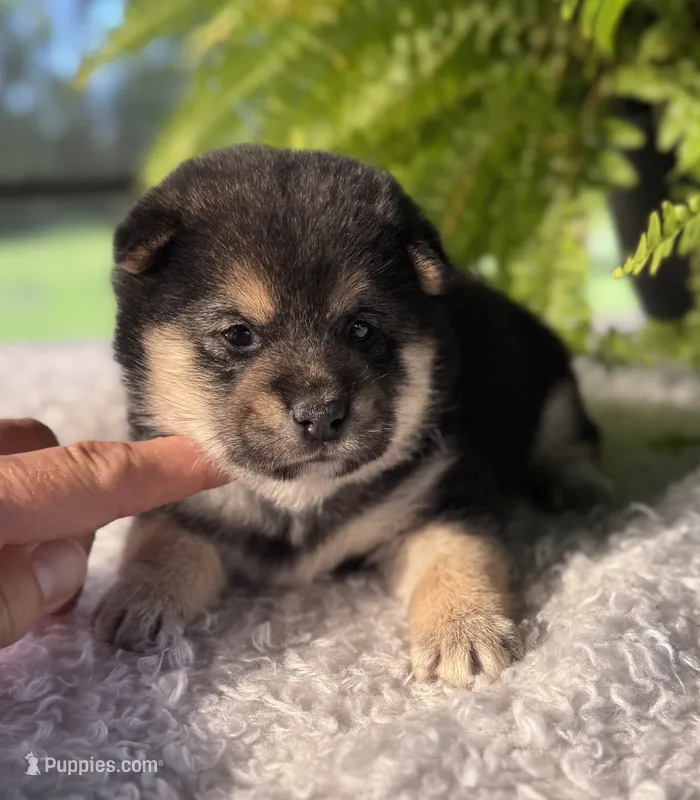 Nate – Shiba Inu puppy for sale in Sioux Falls, SD
