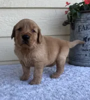 Jack, a male Golden Retriever for sale in Sioux Falls, SD – 1 of 6