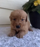 Jenna, a female Golden Retriever for sale in Sioux Falls, SD – 3 of 6