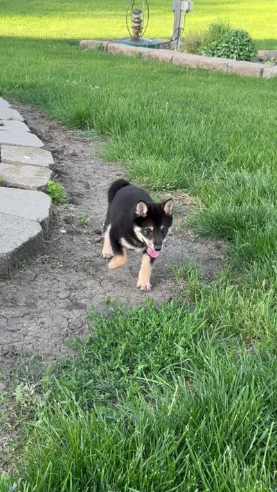 Cherry, a female Shiba Inu for sale in Sioux Falls, SD – 5 of 6