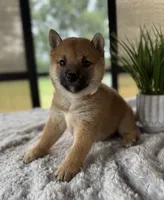 Dotti, a female Shiba Inu for sale in Sioux Falls, SD – 3 of 3