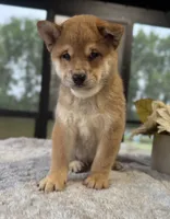 Levi, a male Shiba Inu for sale in Sioux Falls, SD – 2 of 3