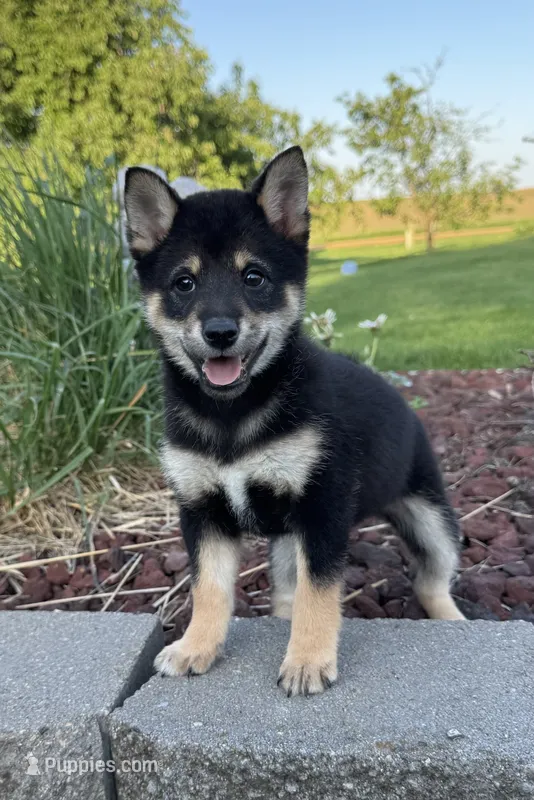 Cherry – Shiba Inu puppy for sale in Sioux Falls, SD