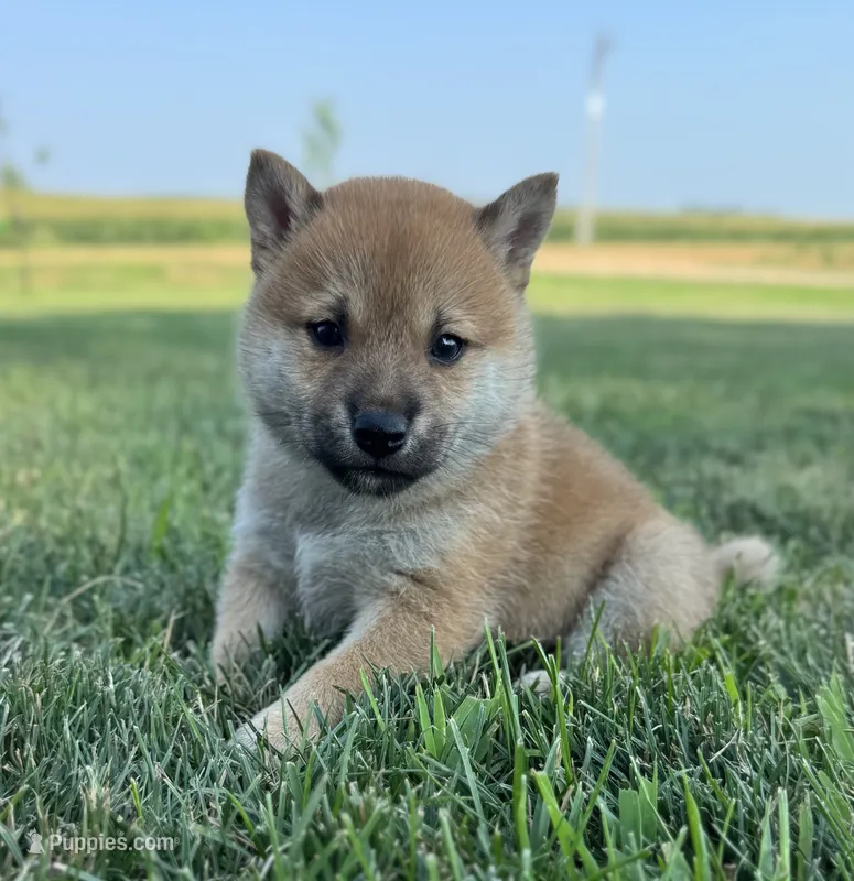 Durango – Shiba Inu puppy for sale in Sioux Falls, SD