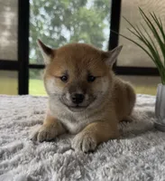 Dolly, a female Shiba Inu for sale in Sioux Falls, SD – 2 of 3