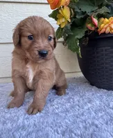 Jessie, a female Golden Retriever for sale in Sioux Falls, SD – 3 of 6