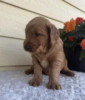 Asher, a male Golden Retriever for sale in Sioux Falls, SD – 4 of 4