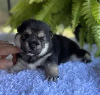 Nate, a male Shiba Inu for sale in Sioux Falls, SD – 2 of 4