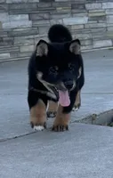 Prince, a male Shiba Inu for sale in Sioux Falls, SD – 2 of 7