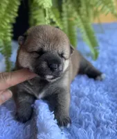 Nessi, a female Shiba Inu for sale in Sioux Falls, SD – 2 of 4
