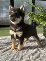 Cherry, a female Shiba Inu for sale in Sioux Falls, SD – 2 of 4