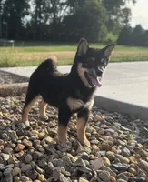 Candy, a female Shiba Inu for sale in Sioux Falls, SD – 5 of 6