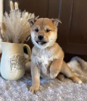 processed/b625482a-8490-45a1-b20a-6b9b12032185/listing/fefab30d-1adb-4e51-954b-fd0df6567b7b/69fefa43-e763-4706-9020-948b67db4d2c