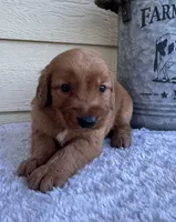 Jace, a male Golden Retriever for sale in Sioux Falls, SD – 2 of 6