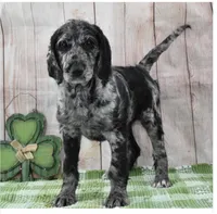 Zara , a female Labradoodle for sale in Savage, MN – Photo 1 of 5