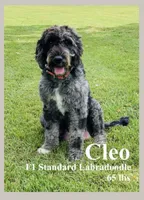 Zara , a female Labradoodle for sale in Savage, MN – Photo 5 of 5