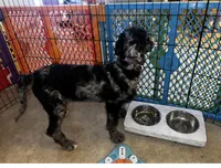 Zara , a female Labradoodle for sale in Savage, MN – Photo 3 of 5