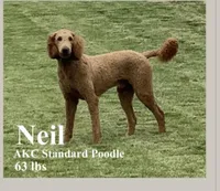 Zara , a female Labradoodle for sale in Savage, MN – Photo 4 of 5