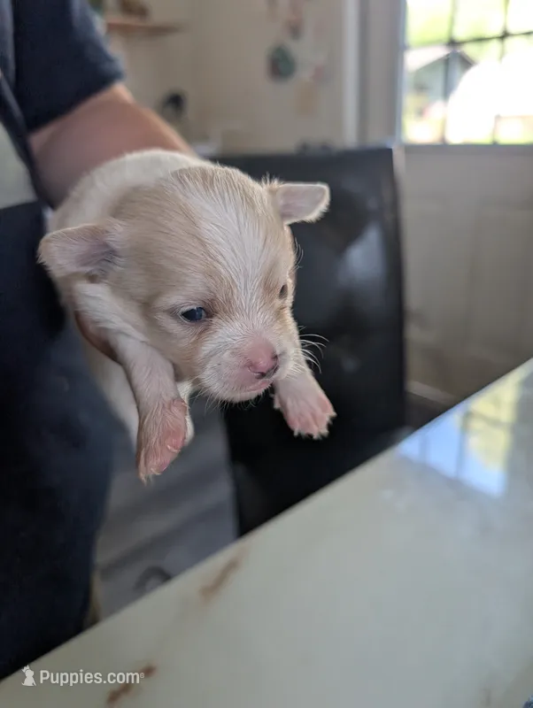 Tobi – Chihuahua puppy for sale in Robbinsville, NC