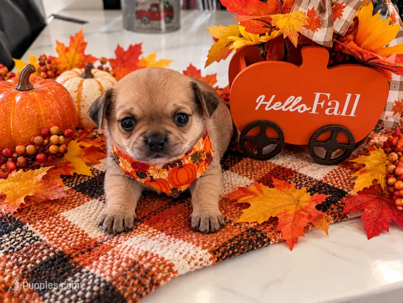 Kate – Chihuahua puppy for sale in Robbinsville, NC