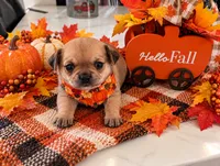 Kate, a female Chihuahua for sale in Robbinsville, NC – 1 of 3