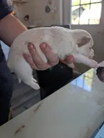 Tobi, a male Chihuahua for sale in Robbinsville, NC – 2 of 2