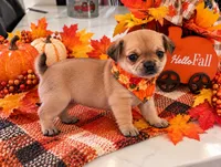 Kate, a female Chihuahua for sale in Robbinsville, NC – 2 of 3