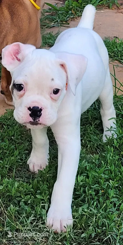 Orange Collar Male – Boxer puppy for sale in Knoxville, TN