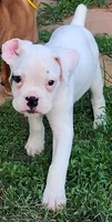Orange Collar Male, a male Boxer for sale in Knoxville, TN – 1 of 3