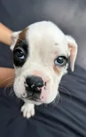 Blue Collar Male , a male Boxer for sale in Knoxville, TN – 3 of 4