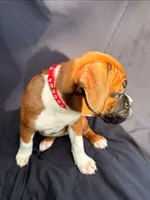 Red Collar Female, a female Boxer for sale in Knoxville, TN – 2 of 4