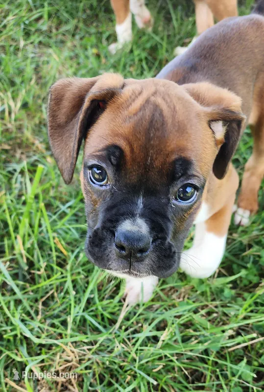 Red Collar Female – Boxer puppy for sale in Knoxville, TN