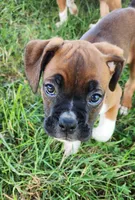 Red Collar Female, a female Boxer for sale in Knoxville, TN – 1 of 4