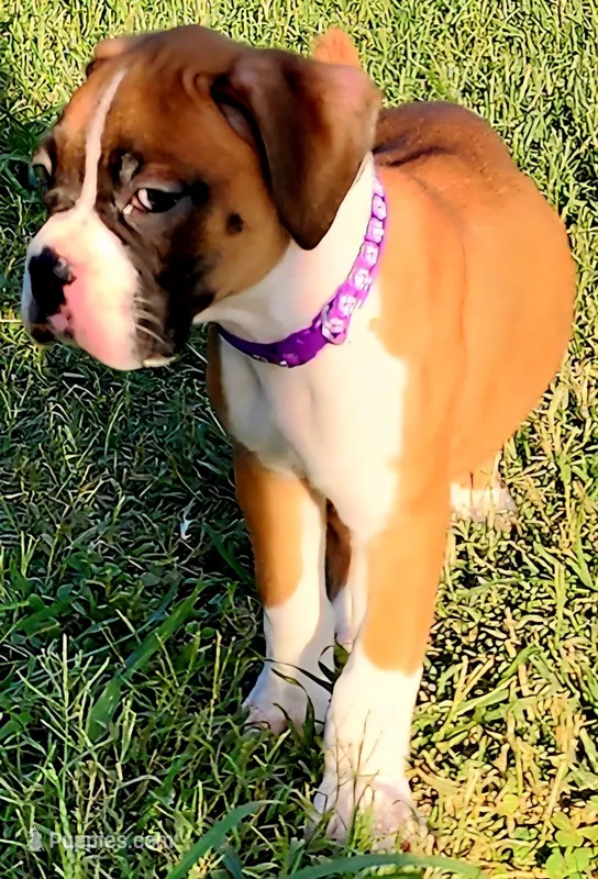 Purple Collar Female – Boxer puppy for sale in Knoxville, TN