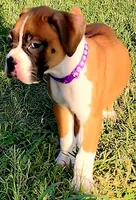 Purple Collar Female, a female Boxer for sale in Knoxville, TN – 1 of 4